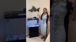 Aquarium Mai Dali New Fishes  🤩 minivlog sanjhalikavlog aquarium fishes [upl. by Pattin]