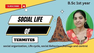 social life of termitestermiteinhindiSocial Behaviour in InsectTermiteslife cycle amp control [upl. by Qooraf]