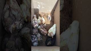 குட்டி புறா pigeon chick birds pigeon pigeonpigeon pets youtubeshorts pura புறா reels pet [upl. by Merna]