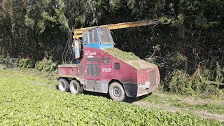 Hedge Trimmer At Work Clean Up Time [upl. by Stoeber]