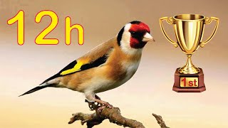 Goldfinch 12h The BEST Song [upl. by Micheil]