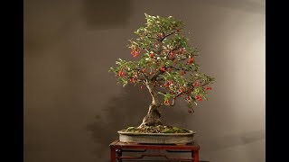 Elaeagnus Silverberry or Oleaster Bonsai [upl. by Nalorac]