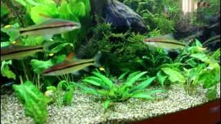 Juwel Vision 450 Aquarium [upl. by Sibyl]