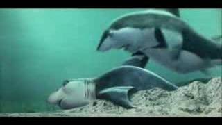 Shark Tale Movie Trailer [upl. by Ayotaj]