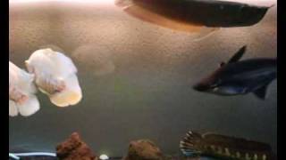 monster fish tank  arowana oscars snakehead channa aurintimaculata and more [upl. by Bekelja852]