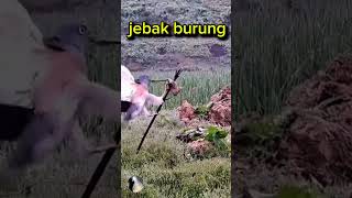 Jebak burung shorts feedshorts [upl. by Pagas]