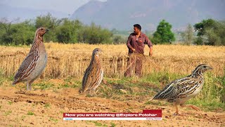 Batair ka shikar Jall aur Sirak K Sath P 4  Quail bird Netting  Common quail  صيد السمان بالشبكة [upl. by Vere]