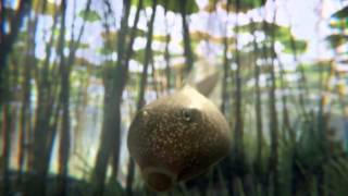 Leo Burnett  Freeview  Tadpoles [upl. by Assille]