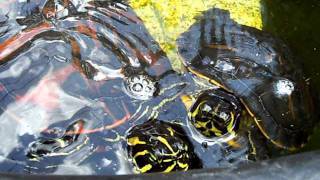 AQUATIC TURTLES IN OUTDOOR POND YELLOW BELLIED SLIDERS [upl. by Jenica647]