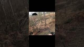 GROS SANGLIER MORT SUR LE COUP  CHASSE SOLOGNE chasse hunting hunt sanglier wildboar keiler [upl. by Akinom]