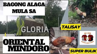 BENTAHAN NG MANOK MURANG MANOK MULA SA MINDORO  SABONGERO KNOWS  4CDM BACKYARD [upl. by Maudie691]