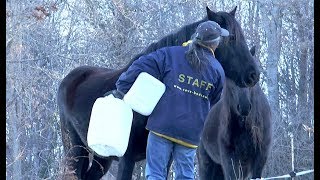 Récolte de la Sève de Bouleau au Haras Picard du Sant [upl. by Sung]