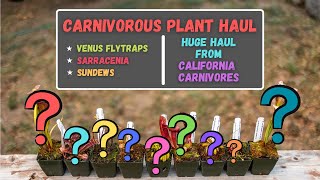 HUGE Carnivorous Plant Unboxing  Which Venus Flytraps Pitcher Plants amp Sundews Did I Score [upl. by Eugenle]