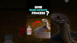 Antivenom Making Process  Horse vs Snake shorts snake antivenom [upl. by Ayra]