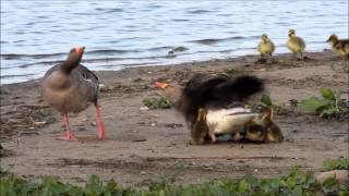 Grauwe Gans  Greylag Goose [upl. by Tirrej]