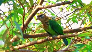 Lineated barbet Psilopogon lineatus  Asian barbet [upl. by Mccreary]