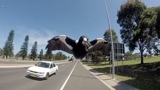 Cycling during Magpie season Shellharbour Australia [upl. by Qifar]