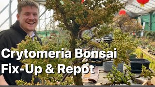 Cryptomeria Bonsai FixUp amp Repot [upl. by Nylesoj148]