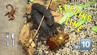 Scorpion feeding Video 10  AMBUSH  feat Hera [upl. by Shannan]