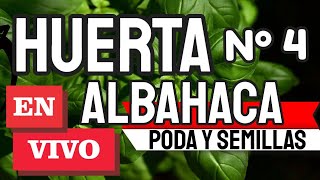 Albahaca perfecta 👉 lo que necesitas saber reglas de ORO [upl. by Anaet]