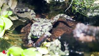 Chinesische Rotbauchunke im ZooAquarium Berlin [upl. by Assel829]