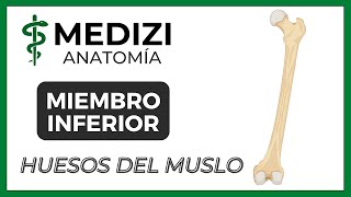 Anatomía de Miembro Inferior MMII  Fémur y Rótula NUEVA VERSIÓN [upl. by Laehcar232]