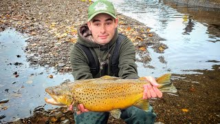 First Fall Trout Run Creek Fishing For Big Brown Trout And Steelhead [upl. by Murray527]