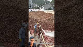 Harvesting and cleaning sweet potatoes [upl. by Llevaj]