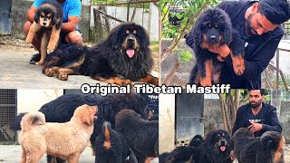 Tibetan Mastiff Dog In Dehradun  tibetanmastiff dailyvlog [upl. by Lenssen511]