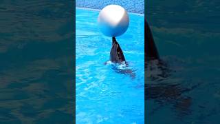 Bottlenose dolphins with balls [upl. by Ssew]