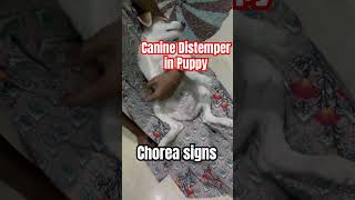 Canine Distemper in puppy [upl. by Novello]