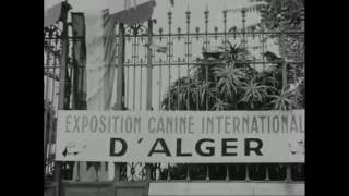 9e exposition canine internationale dAlger 1951 [upl. by Susette]