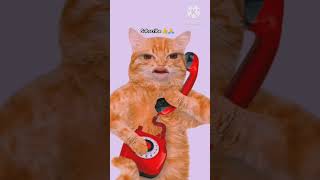 hello Kone☎️🙀vairalshort shortvideo trending catsong bhojpuri shortfeed billucat [upl. by Idelia]