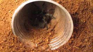 Part 3 Of 3 From Beginner To Advanced Tarantula KeepingFeeding [upl. by Jonah]