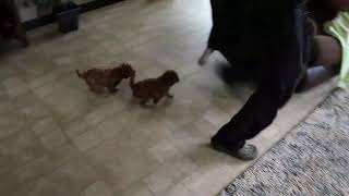 Cavapoo Puppies for Sale [upl. by Curcio215]