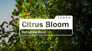 doTERRA Citrus Bloom Touch Translated Subtitles [upl. by Allegna]