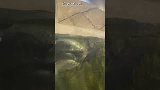 Arapaima feeding of minnows fish shorts aquarium fishfacts [upl. by Kcirdor949]