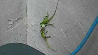 Little green lizards fighting [upl. by Joseph]