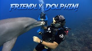 Friendly Bottlenosed Dolphin  JONATHAN BIRDS BLUE WORLD [upl. by Nomyt]