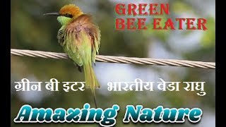 GREEN BEE EATER Call Sound  ग्रीन बी इटर भारतीय वेडा राघु Merops orientalis [upl. by Jayne]