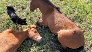 爆睡してる馬を起こす柴犬【A Shiba Inu wakes up a sleeping horse】 [upl. by Neve]