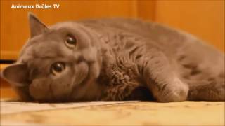 Chat et Chien drole compilation 2016 ✔ animaux drôles 1 [upl. by Aizahs495]