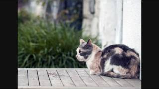 Care for Cats  Skin Mite Dermatitis in Cats  Cat Tips [upl. by Infeld]