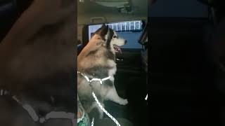 When your husky behaves like never before🤣 huskydog husky huskylife huskyowner [upl. by Evannia]