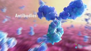 How do Antibodies Work [upl. by Leunamme]