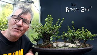 Pruning My Portulacaria afra Forest The Bonsai Zone July 2024 [upl. by Yentruok]