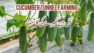 Cucumber Tunnel Farming  Cucumber Antiinsect net  کھیرے کی کاشت  Kheere ki Anti Insect Net Kasht [upl. by Adaran955]