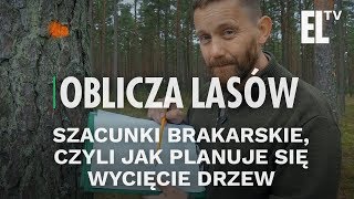 Szacunki brakarskie czyli jak planuje się wycięcie drzew  Oblicza lasów 42 [upl. by Zoes]