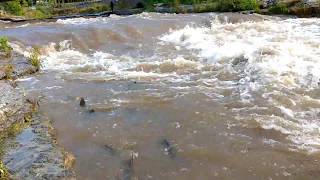 Fishing in Port Hope Salmon Run  Ganaraska River [upl. by Ohploda]