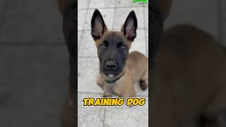 Belgian Malinois Amazing belgiummalinois dog dogtraining pets belgianmalinois trainingdog [upl. by Medorra]